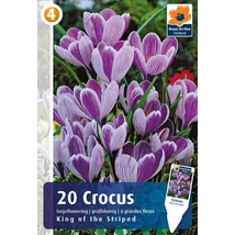 Vh 16345 Crocus Largeflowering King of the Striped 20db/cs 8/9