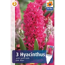 Vh 16441 Hyacinthus Jan Bos 3db/cs 15/16