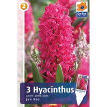 Vh16441 Hyacint Jan Bos 3db/csom