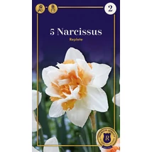 Vh 16555 Narcissus Supreme Double Replete 5db/cs 12/14