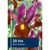 Vh 16303  Iris Hollandica Red Ember 20db/cs 6/7
