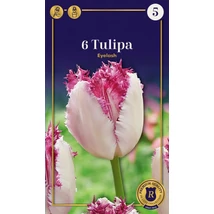 Vh 16973 Tulipa Supreme Fringed (Crispa) Eyelash 6db/cs 12/+