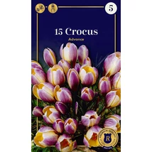 Vh 16945 Crocus Supreme Advance 15db/cs 5/6