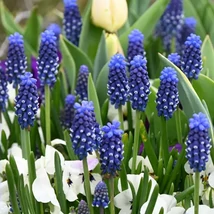 Vh 16124  Muscari Night Eyes 10db/cs 6/7