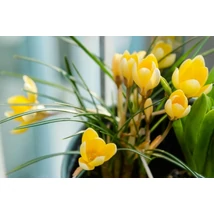 Vh 16123 Crocus Romance 12db/cs 5/6