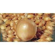 Dughagyma Allium cepa Troy 10-21mm 10kg/zsák