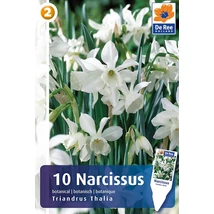 Vh 16341 Narcissus Botanical Triandus Thalia 10db/cs 10/12