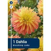 Vh08853 Dahlia Decorative Blushing Lady 1db/cs