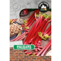 Vh09967 Rebarbara 1db/cs