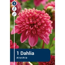 Vh08857 Dahlia Anemone Alyshia 1 db/cs