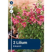 Vh08863 Liliom Tree Empoli 2db/cs