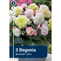 Vh08864 Begonia Wummi Mix 3db/cs