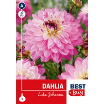 Vh08140 Dahlia Decorative Luka Johanna 1db/cs