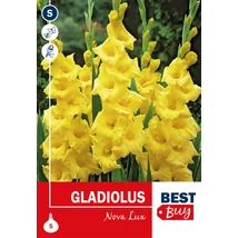 Vh08135 Gladiolus Largeflowering Nova Lux 5db/cs