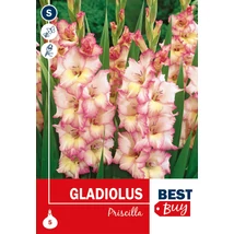 Vh08136 Gladiolus Largeflowering Priscilla 5db/cs
