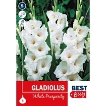 Vh08137 Gladiolus Largeflowering White Prosperity 5db/cs