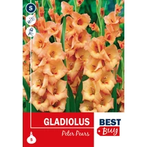 Vh08138 Gladiolus Largeflowering Peter Pears 5db/cs