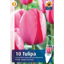 Vh16489 Tulipán Darwin Hybrid  Pink Impression 10db/csom