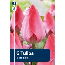 Vh 16255 Tulipa Darwin hybride Van Eijk 6db/cs 11/12