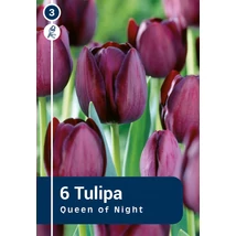 Vh 16226 Tulipa Single late Queen Of Night 6db/cs 11/12
