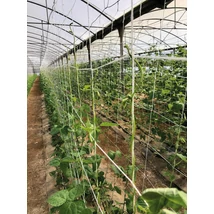 2022738 TRELLINET COMPOST lebomló növénytartó háló fehér 2 x 5 m