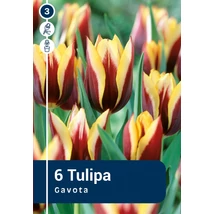 Vh 16241 Tulipa Triumph Gavota 6db/cs 11/12