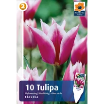 Vh16277 Tulipán Lilyflowering Claudia 10db/csom