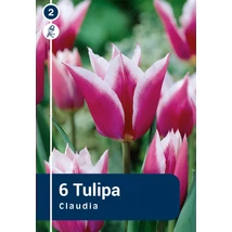 Vh 16277 Tulipa Lilyflowering Claudia 6db/cs 11/12