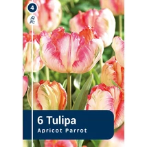 Vh 16262 Tulipa Apricot Parrot 6db/cs 11/12