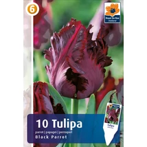 Vh16263 Tulipán Parrot Black Parrot 10db/csom