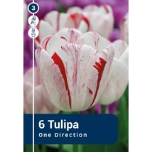 Vh 16317 Tulipa rembrandt One direction 6db/cs 11/12