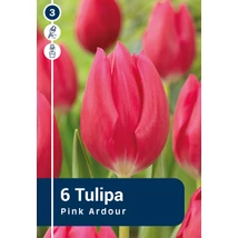 Vh 16321 Tulipa Triumph Pink Ardour 6db/cs 11/12