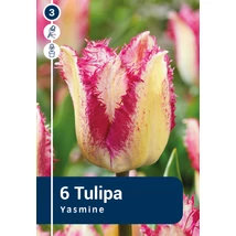 Vh 16335 Tulipa Crispa Yasmine 6db/cs 11/12