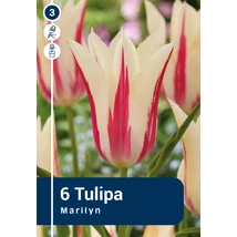 Vh 16336 Tulipa Lilyflowering Marilyn 6db/cs 11/12