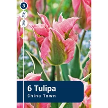 Vh 16376 Tulipa Viridiflora China Town 6db/cs 11/12