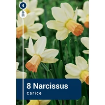 Vh 16271 Narcissus Botanical Carice 8db/cs 10/12