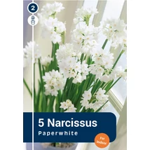 Vh 16339 Narcissus Tazetta Paperwhite  5db/cs 13/15