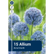 Vh 16388 Allium Allium Azureum 15db/cs 5/+