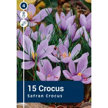 Vh 16813  Safran Crocus (Sativus) 15db/cs 7/8