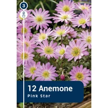 Vh 16391  Anemone Pink Star 12db/cs 5/+
