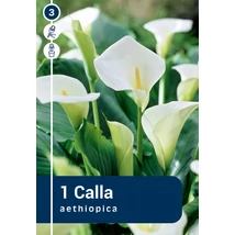Vh 16398 Calla Zantedeschia Aethiopica 1db/cs 14/+