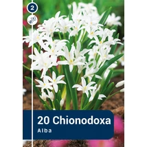 Vh 16484  Hófény Chionodoxa Luciliae Alba 20db/cs 5/+