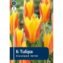 Vh 16307 Tulipa Greigii Giuseppe Verdi 6db/cs 11/12