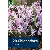 Vh 16292  Chionodoxa Rosea 20db/cs 5/+