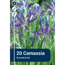 Vh 16852 Prérigyertya Camassia Quamash 20db/cs 6/8