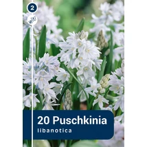 Vh 16430  Puschkinia Libanotica 20db/cs 5/+