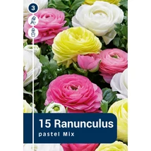 Vh 16840  Boglárka Ranunculus Pastel Mix 15db/cs 6/7