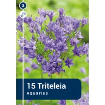 Vh 16306  Triteleia Aquarius 15db/cs 5/+