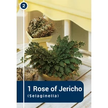 Vh 16432  Rose Of Jericho (Selaginella) 1db/cs 25/+