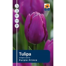 Vh Rackbox Tulipa Single early Purple Prince 80db/cs 12/+